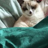 Photo de chat perdu à Donzere