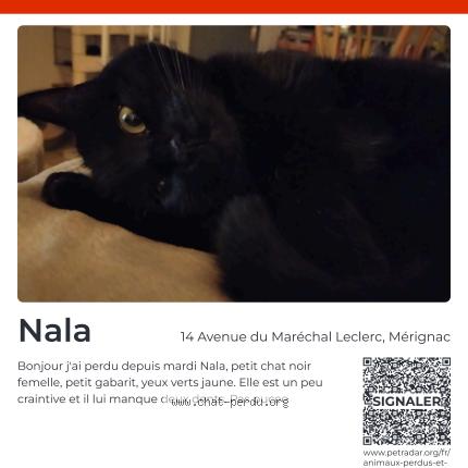 Photo 1/1 Chat retrouvé Perdu à Merignac