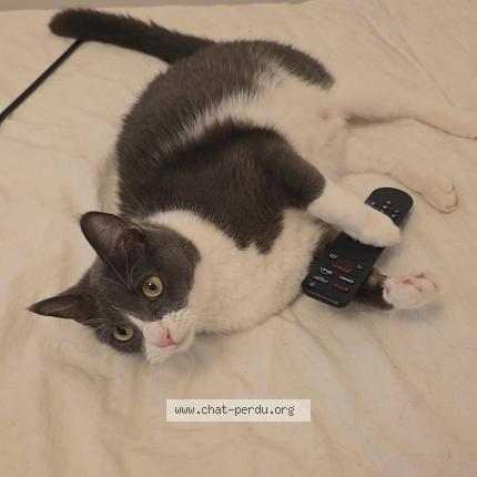 Photo de chat perdu à Montpellier