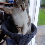 Photo de chat perdu à Ambazac