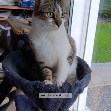 Photo 1/1 Olaf Chat perdu à Ambazac