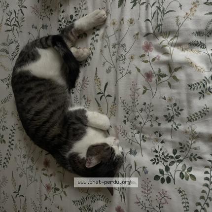 Photo 1/1 Minou Raynal Chat perdu à Cublac