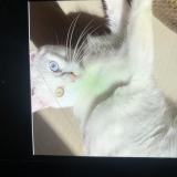 Photo de chat perdu à Yutz