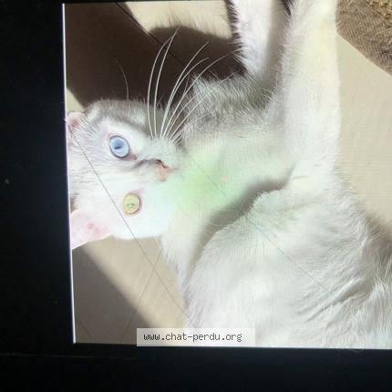 Photo 1/1 Chat retrouvé Perdu à Yutz