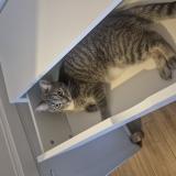 Photo de chat perdu à Perissac