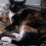 Photo de chat perdu à Terrebonne