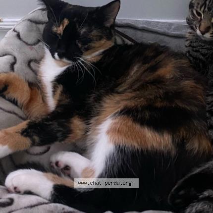 Photo 1/1 Star Chat perdu à Terrebonne