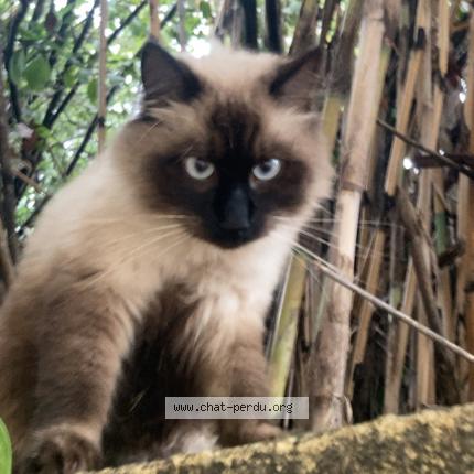 Photo 1/1 Milo Chat perdu à Montpellier