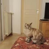 Photo de chat trouvé à Saint Esteve