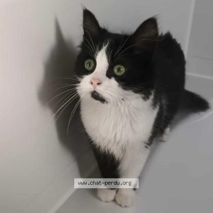 Photo 1/1 Chat retrouvé Perdu à Isieres