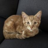 Photo de chat perdu à Vimont Laval