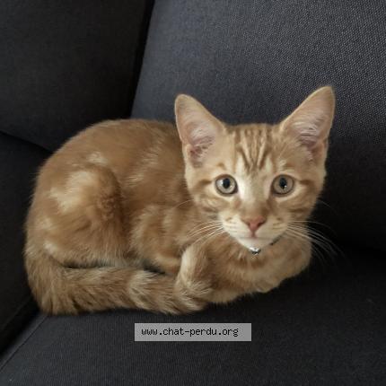 Photo 1/1 Mača Chat perdu à Vimont laval