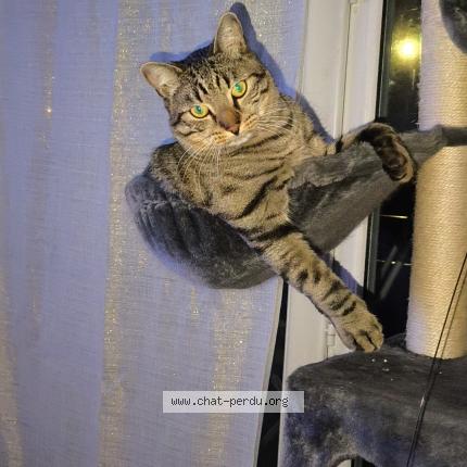 Photo 1/1 Titino Chat perdu à Herblay sur seine