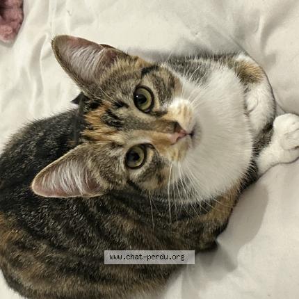 Photo 1/1 Violette Chat perdu à La rochelle