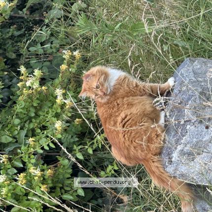 Photo 1/1 Rooky Chat perdu à Beauvallon