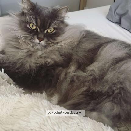 Photo 1/1 LILOU Chat perdu à Ormesson