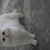 Photo de chat perdu à Drancy