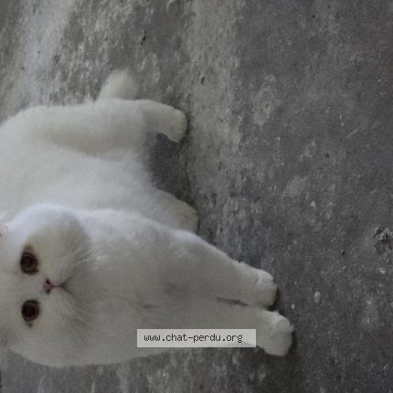 Photo 1/1 Ghost Chat perdu à Drancy