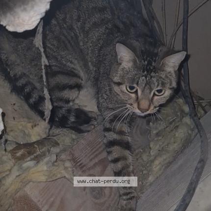 Photo 1/3 Chat retrouvé Trouvé à Pamiers