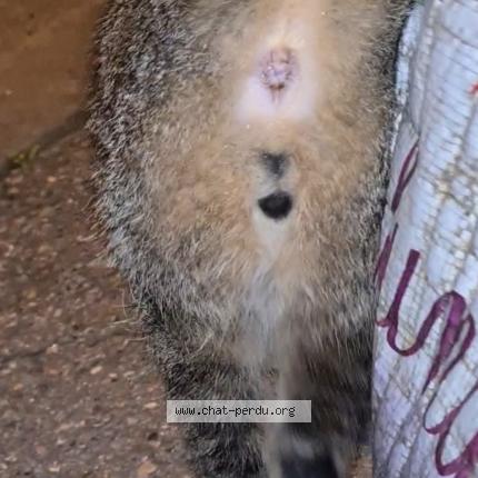 Photo 2/3 Chat retrouvé Trouvé à Pamiers