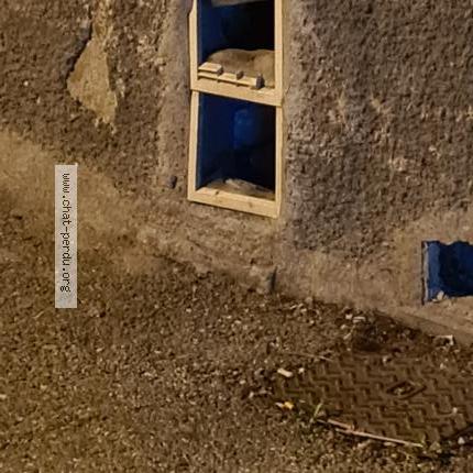 Photo 3/3 Chat retrouvé Trouvé à Pamiers