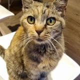 Photo de chat perdu à Mouzeil