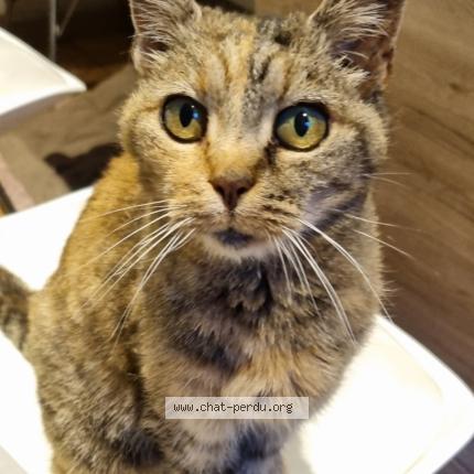 Photo 1/1 Minouchette Chat perdu à Mouzeil