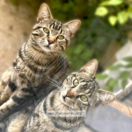 Photo 1/1 Sjy Chat perdu à Montpellier