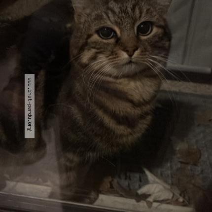 Photo 1/4 Chat trouvé Trouvé à Stains