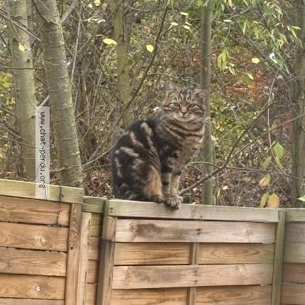 Photo 2/4 Chat trouvé Trouvé à Stains