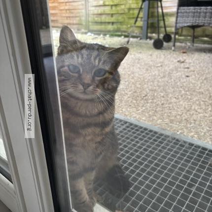 Photo 3/4 Chat trouvé Trouvé à Stains