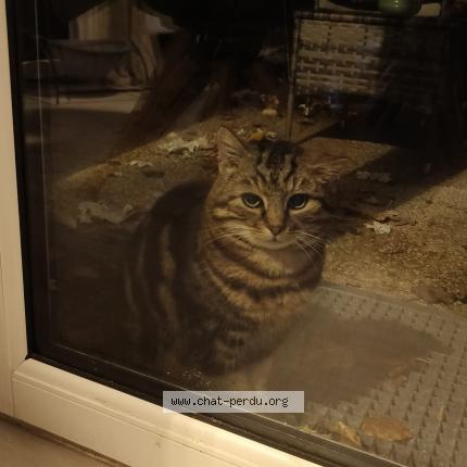 Photo 4/4 Chat trouvé Trouvé à Stains