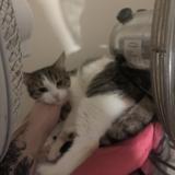 Photo de chat perdu à Colombes