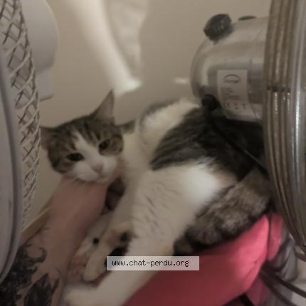 Photo 1/1 Minnie Chat perdu à Colombes