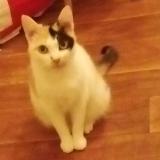 Photo de chat perdu à Cambrai