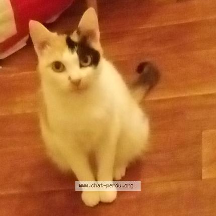 Photo 1/1 Coumpéki Chat perdu à Cambrai