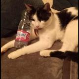 Photo de chat perdu à Siersthal