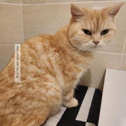 Photo 1/1 Snow Chat perdu à Saint andre de seignanx