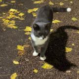 Photo de chat trouvé à Paris