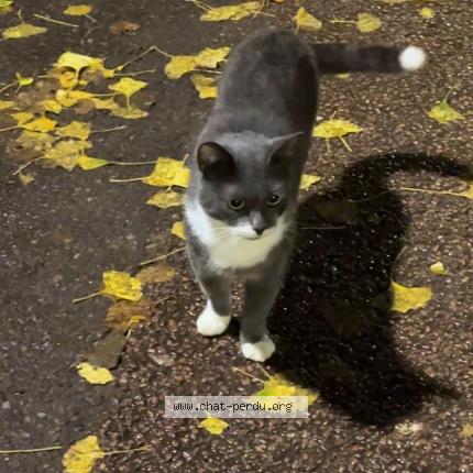 Photo 1/1 Chat trouvé Trouvé à Paris