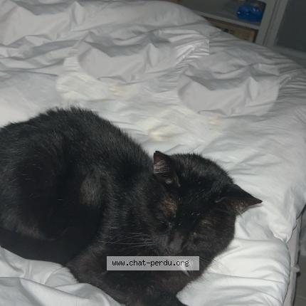 Photo 1/1 Bretzel Chat perdu à Saint maixant