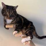 Photo de chat perdu à Pincourt