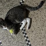 Photo de chat perdu à Koekelberg