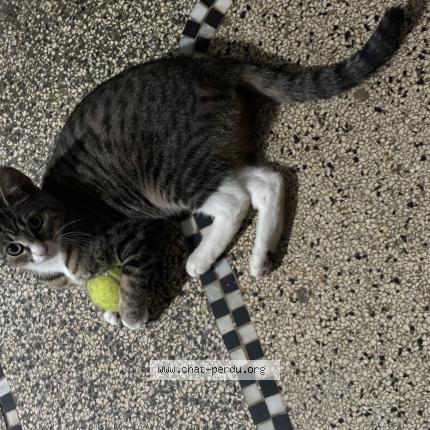 Photo 1/1 Nina ou chatouille Chat perdu à Koekelberg