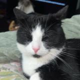 Photo de chat trouvé à Oceanside