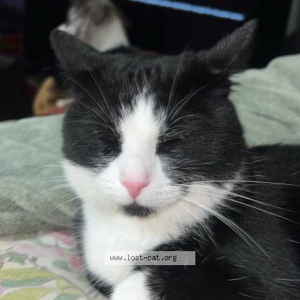 Photo 1/1 Chat trouvé Trouvé à Oceanside