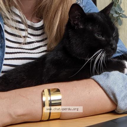 Photo 1/1 Wadi Chat perdu à Plescop