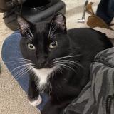 Photo de chat perdu à Roberts