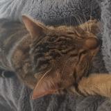 Photo de chat perdu à Bage Dommartin Bage La Ville