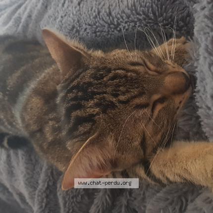 Photo 1/1 Chat retrouvé Perdu à Bage dommartin bage la ville